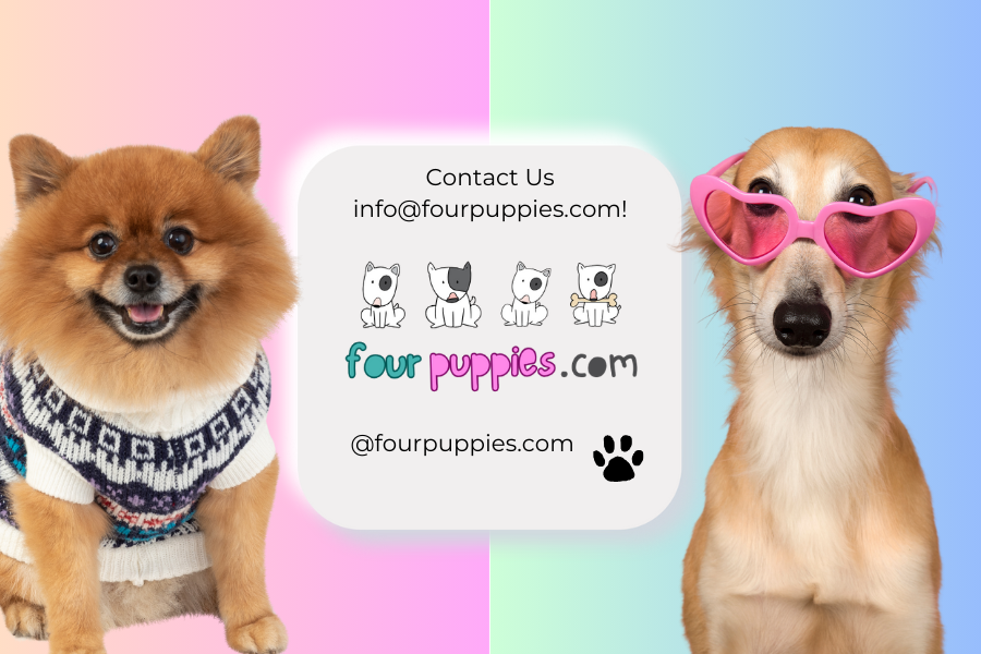 Τhe Connection Between Dog and Human: How Dogs Perceive the Emotions of Their Owners